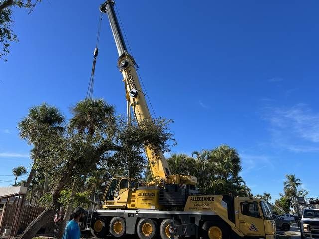 Yellow crane truck lifting a tree branch beside palm trees under a blue sky.