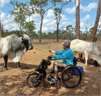 A man in a wheelchair is feeding a cow