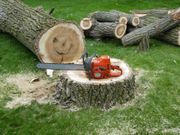 A chainsaw rests on a tree stump with cut logs, a fallen tree, and wood shavings on grass.