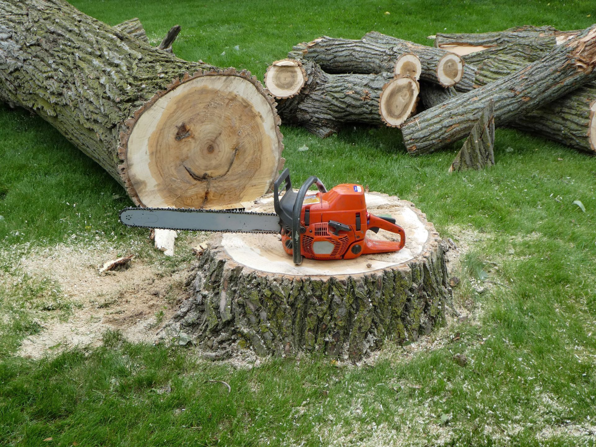A chainsaw rests on a tree stump with cut logs, a fallen tree, and wood shavings on grass.
