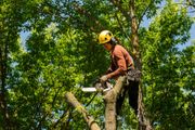 Arborist in yellow helmet, cutting a tree branch with a chainsaw, set against leafy green canopy and blue sky.