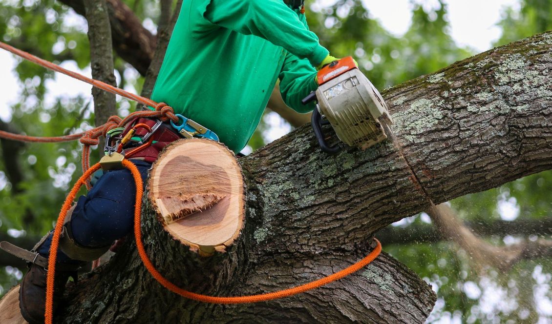 Arborist in green shirt using a chainsaw to cut a tree branch. Safety ropes are attached.