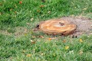 Tree stump in green grass with fallen leaves.