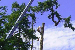 Dangerous Tree Removal — Man Sawing Tree in Port Orchard, WA