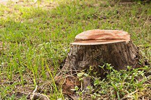 Stump Grinding — Stump on Green Grass in Port Orchard, WA