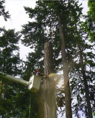 Tree Removal Service — Man Cutting Tree Branch in Port Orchard, WA