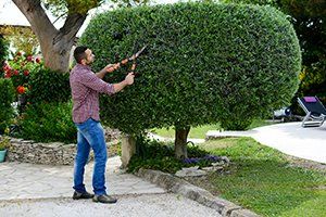 Shrub Trimming — Gardener Trimming Trees in Port Orchard, WA