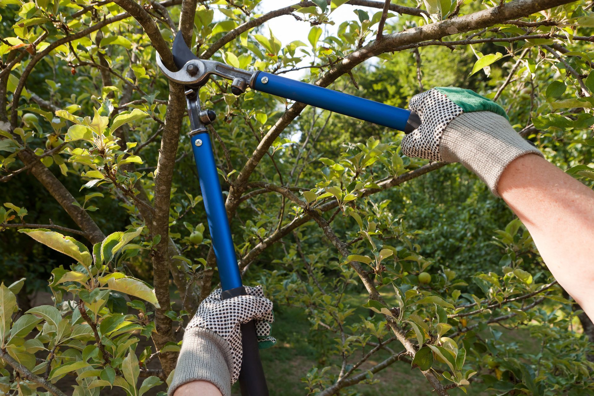 A person is cutting a tree branch with a pair of scissors.