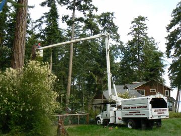 Dangerous Tree Removal — Man Sawing Tree in Port Orchard, WA