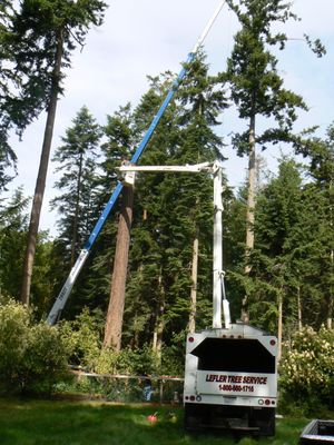 Our tree trimming services in Kitsap County, WA