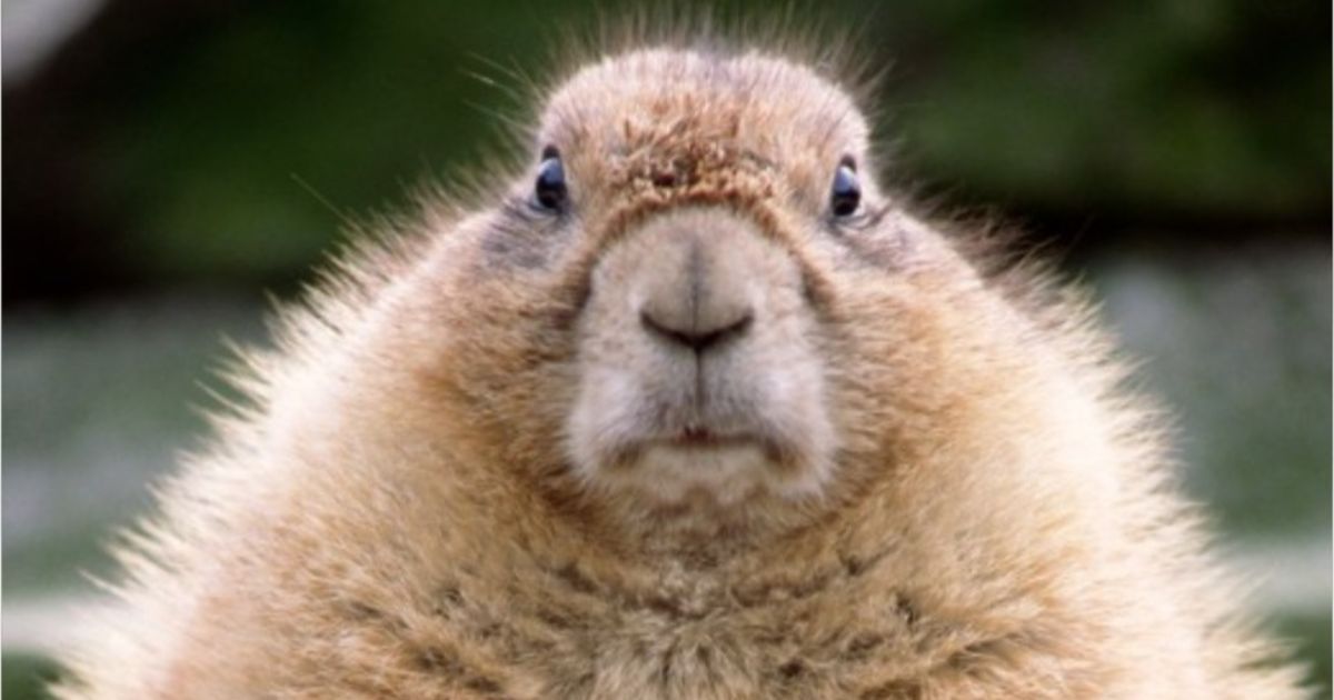 Groundhogs Day Organizing
