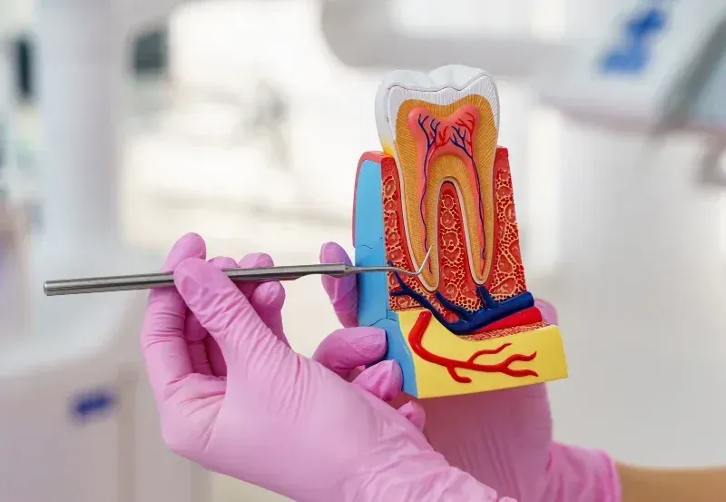 A dentist is holding a model of a tooth and a dental tool.