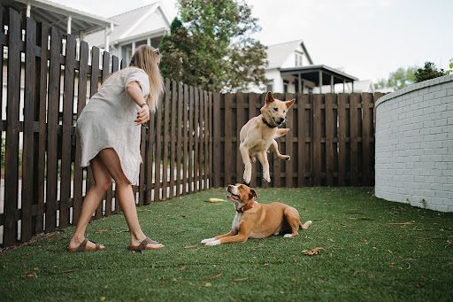 Dogs playing with their owner in the pet-friendly area of Buck Creek BNB