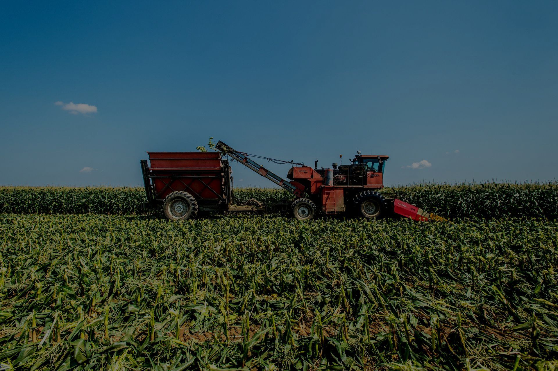 Un trattore rosso sta attraversando un campo di mais.