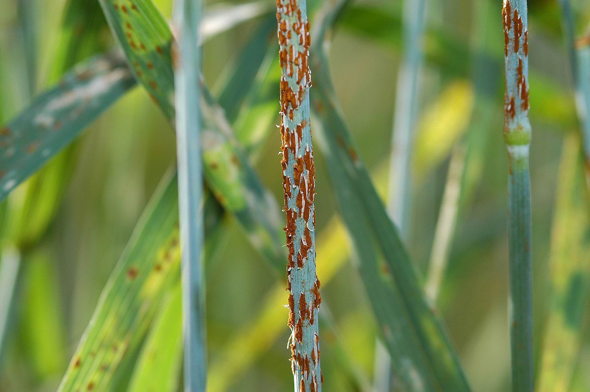 A close up of a plant with rust on it.