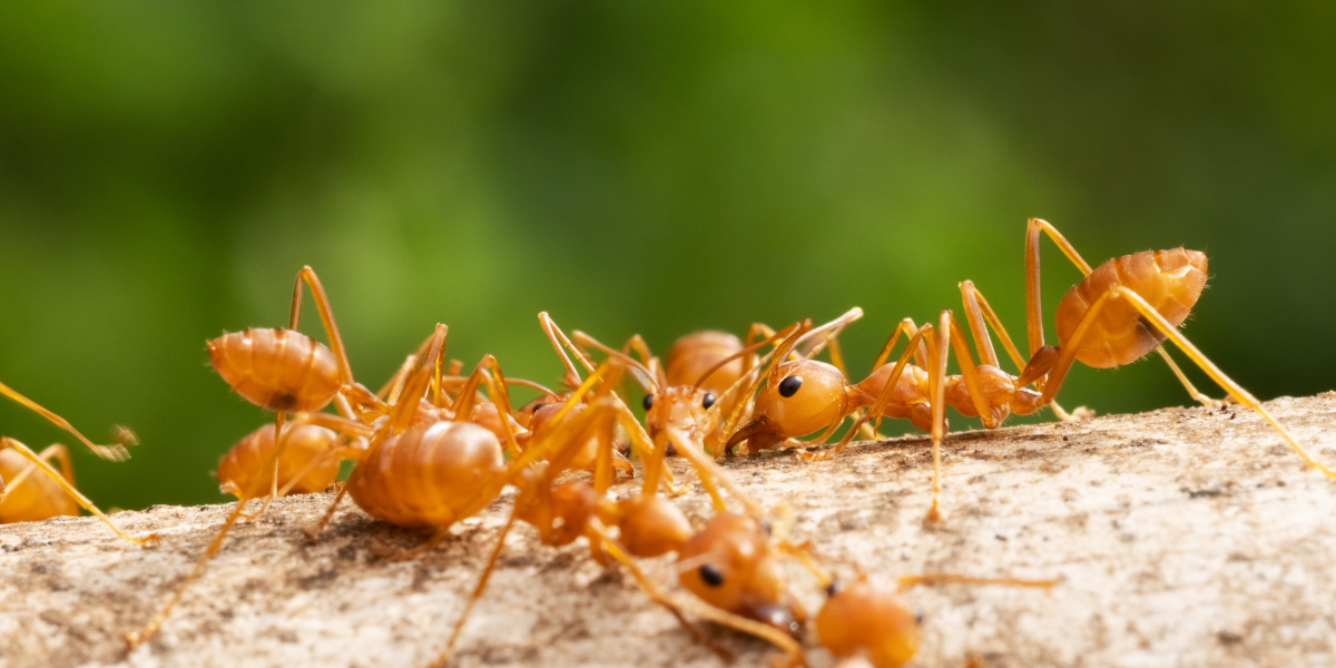 Best Fire Ant Treatment for Yard in Chattanooga Neighborhoods
