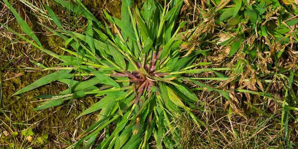 Crabgrass and Its Effect on Lawn Health