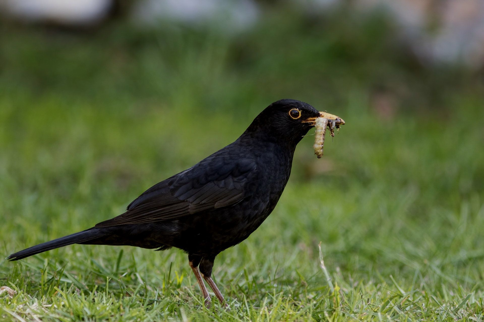 A black bird is standing in the grass with a bug in its beak.