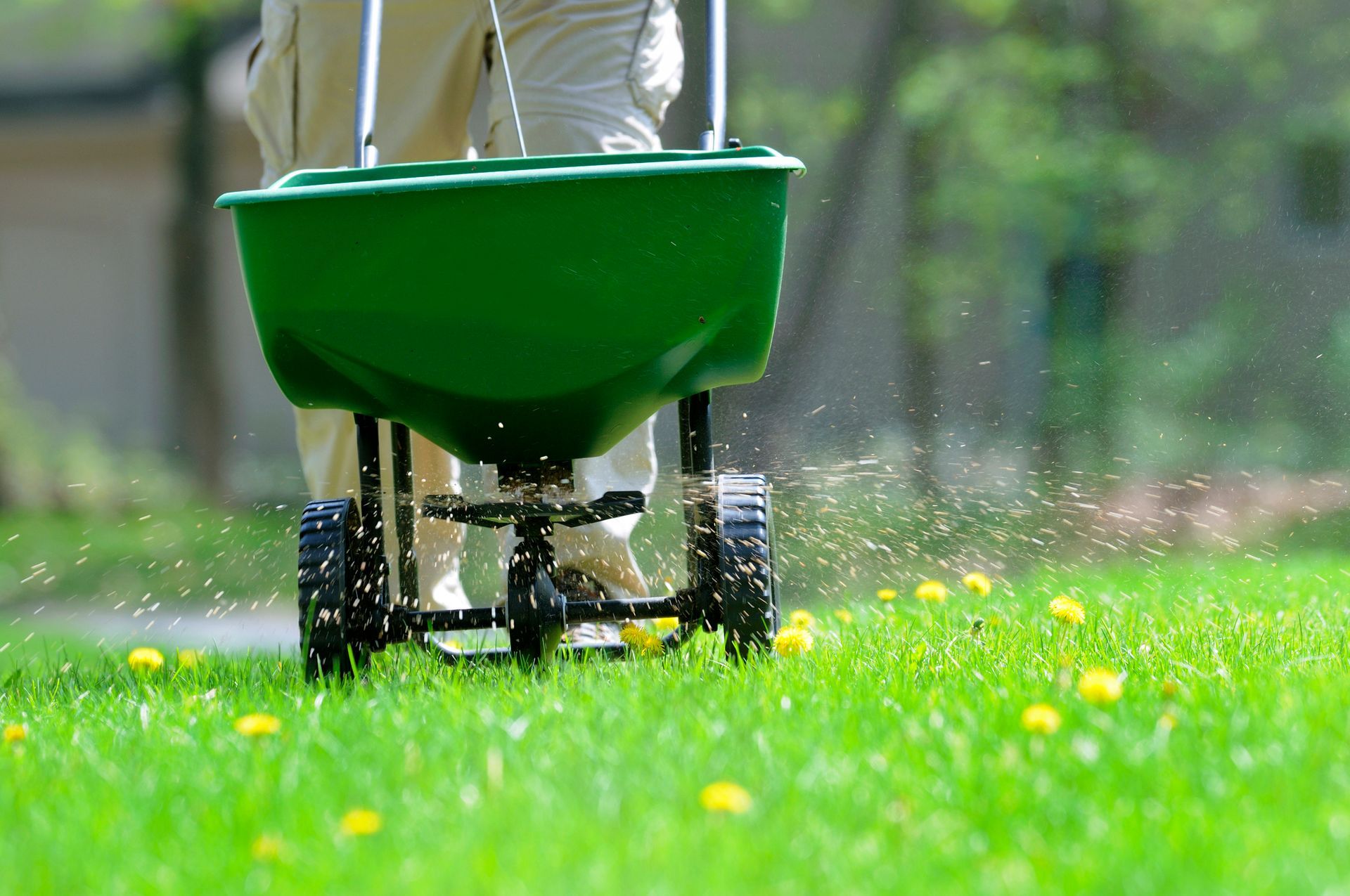 A person is spreading fertilizer on a lush green lawn.