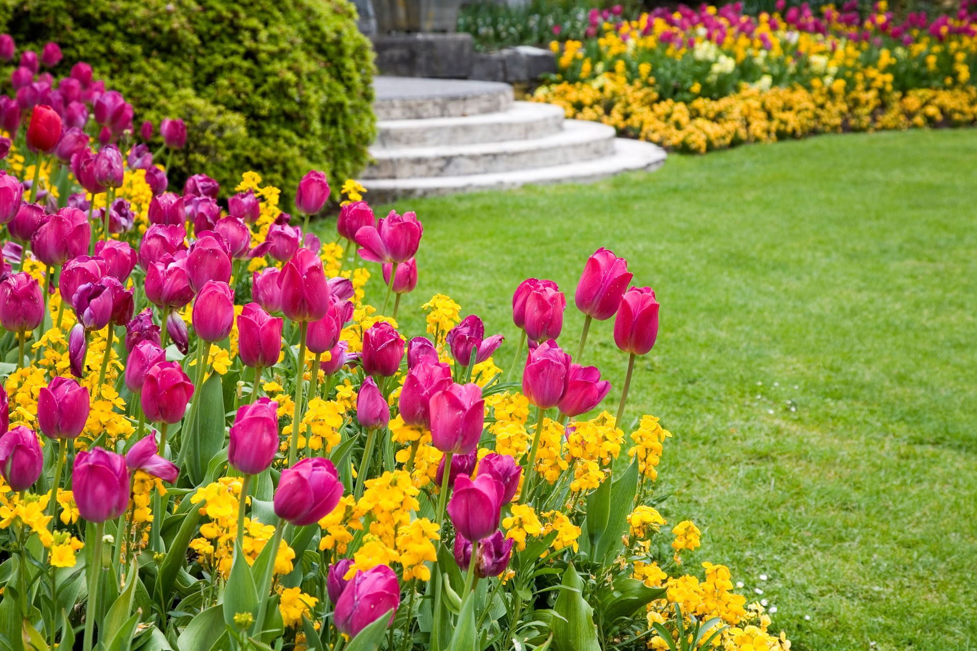 A garden filled with pink and yellow flowers and stairs in the background.