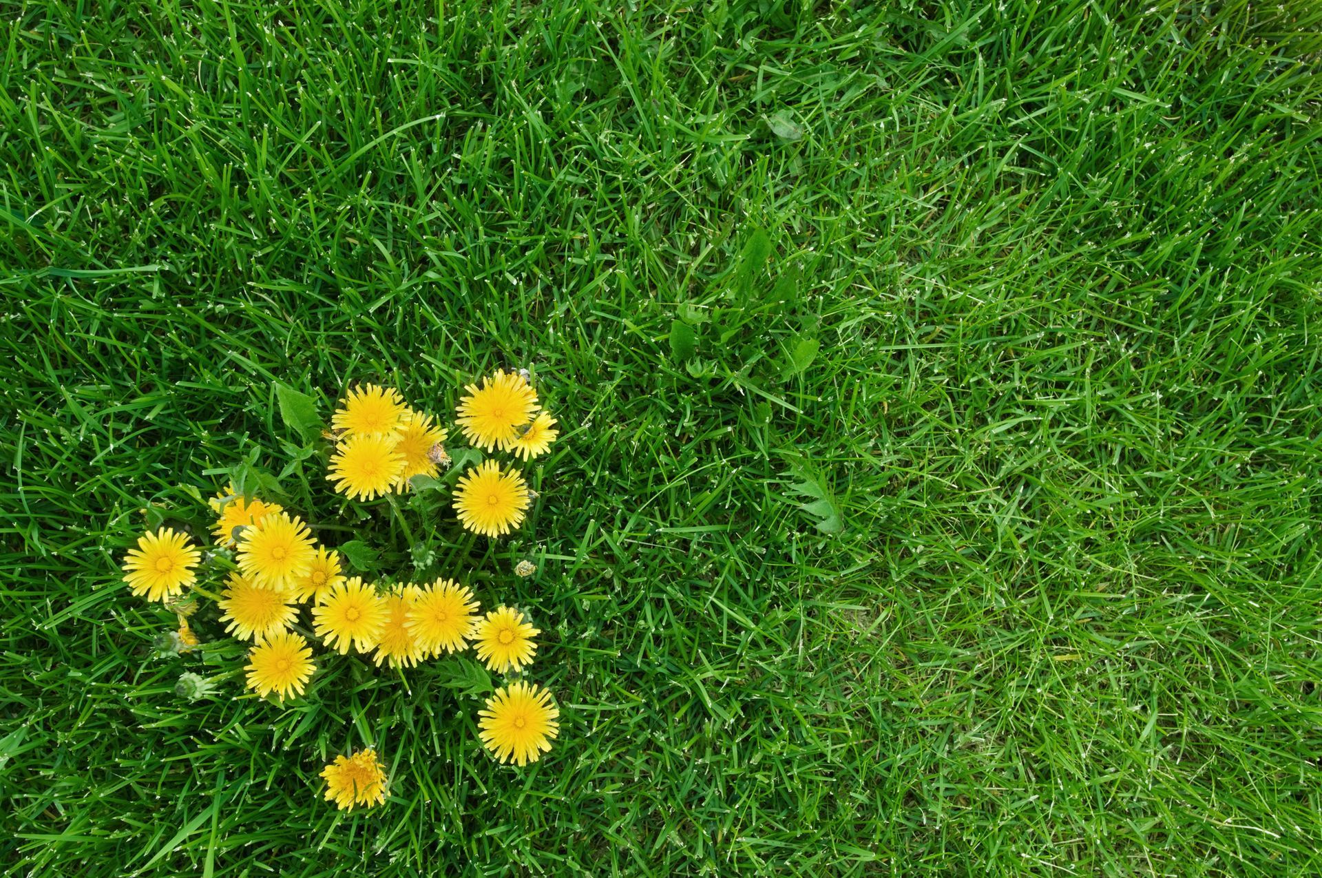 A bunch of yellow dandelions are growing in the grass.