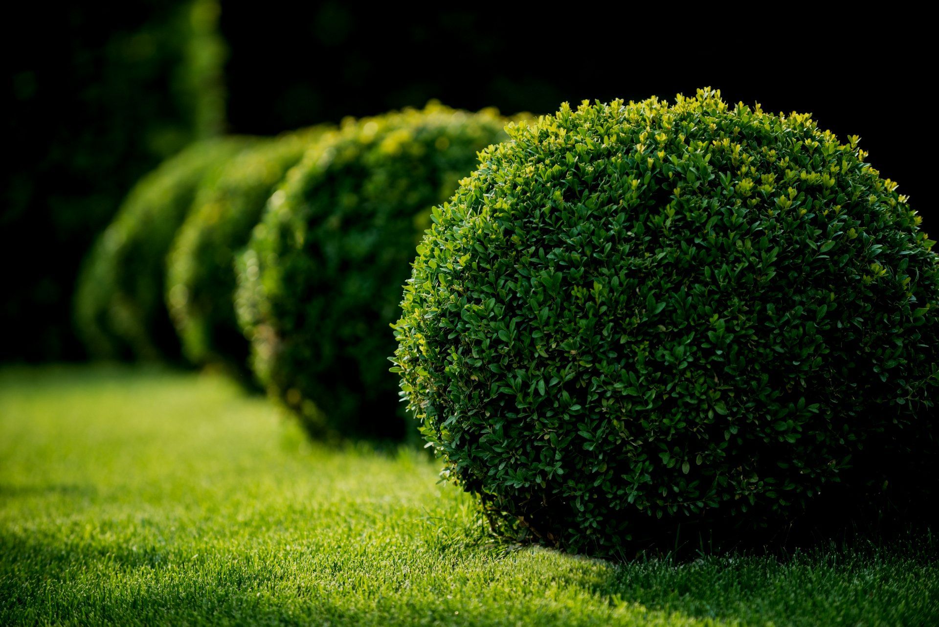 tree and shrub company