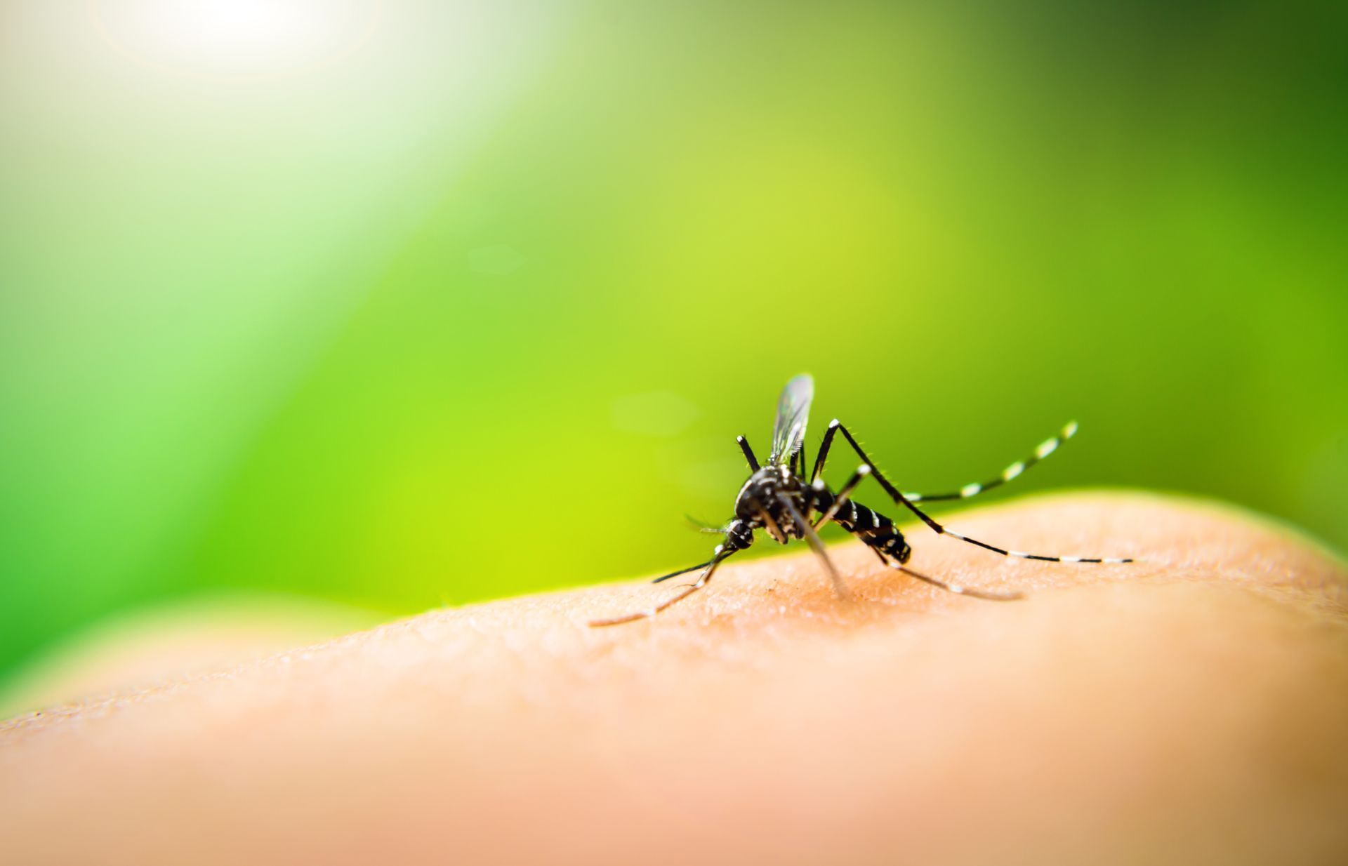 A mosquito is biting a person 's hand.