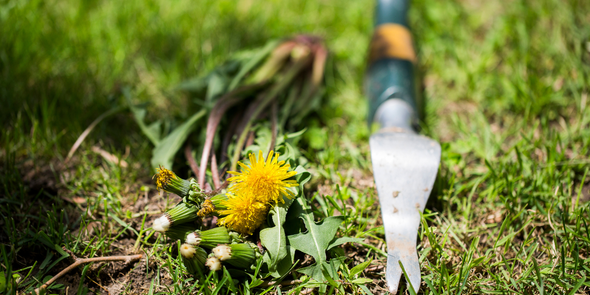 How Do Weeds in Yard Affect Grass Health?