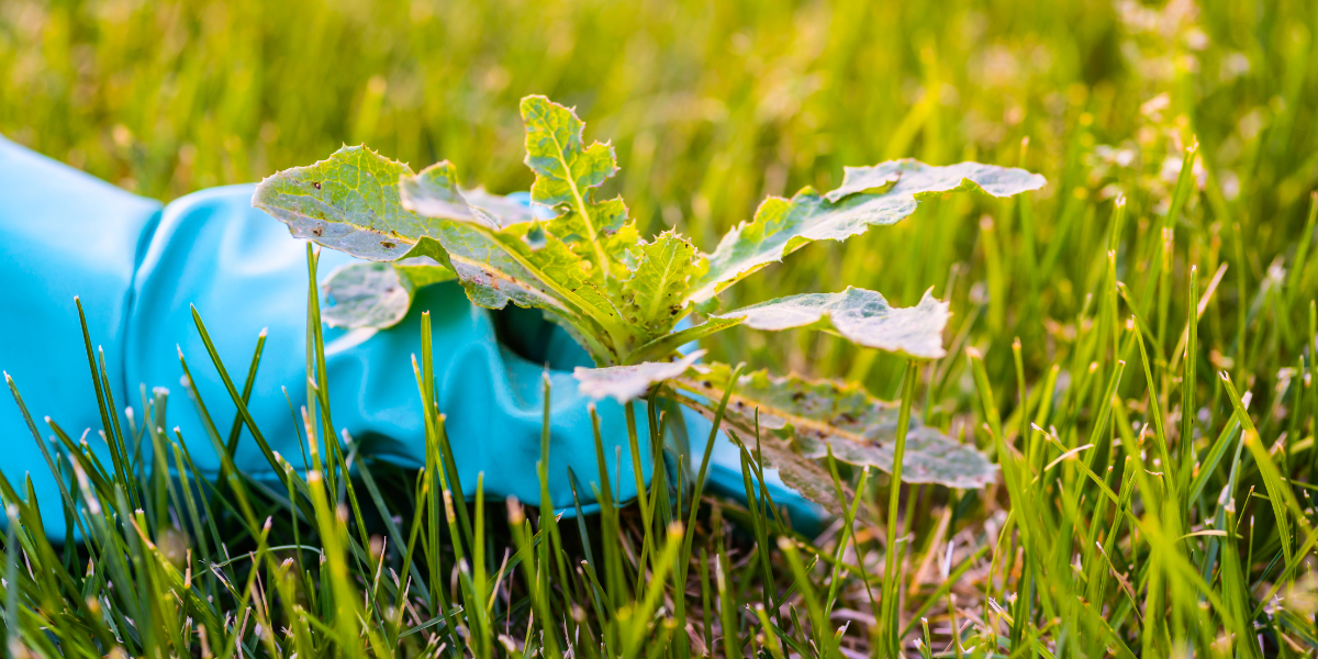 How Professional Lawn Care Service Helps Control Weeds