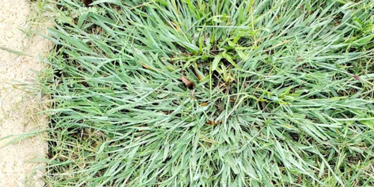 A magnifying glass is looking at a patch of brown grass.