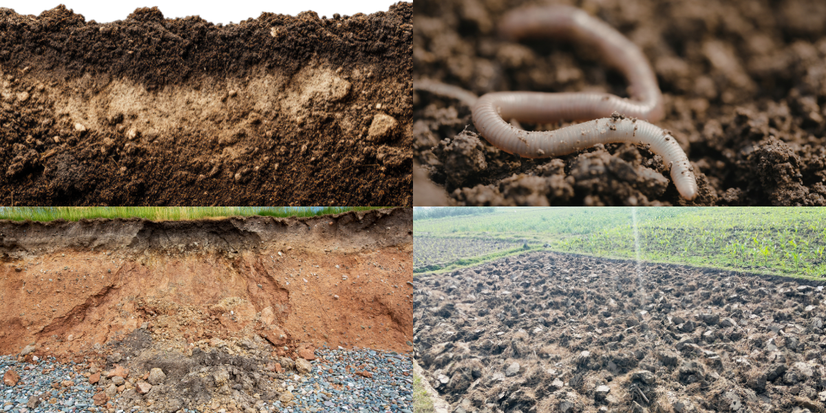 Ignoring Soil Compaction and Drainage Issues