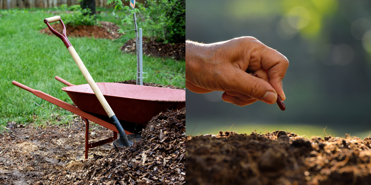 Overseeding vs. seeding: what’s the difference?