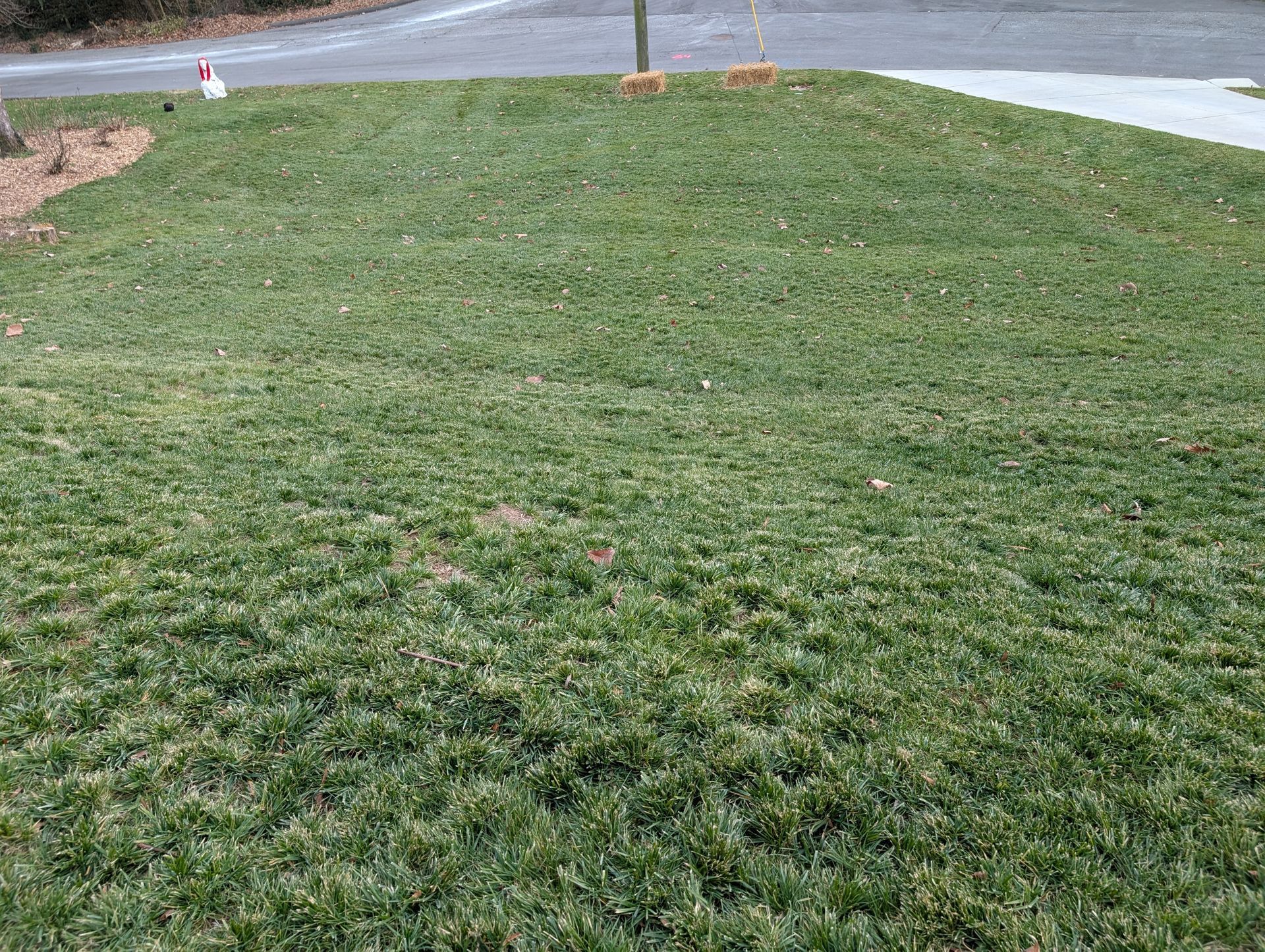 A lush green lawn with a tree in the background.