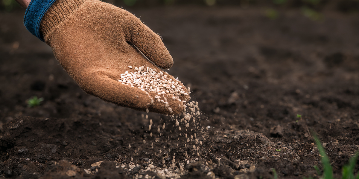Best time to overseed or seed in Chattanooga
