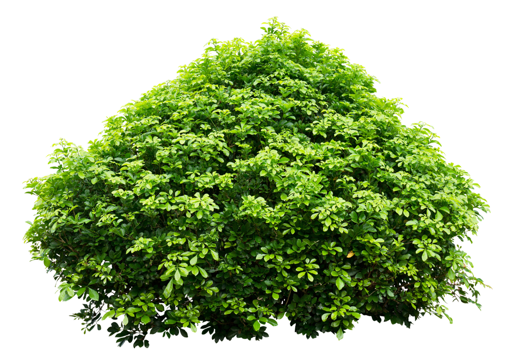 shrub care