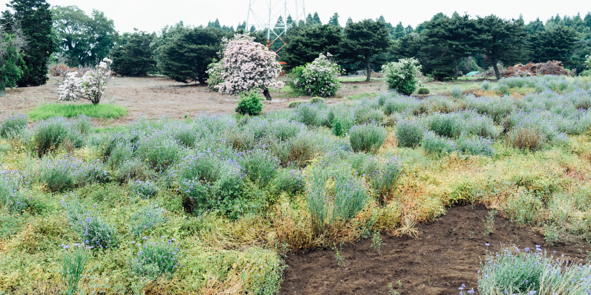 Why Chattanooga Heat Stresses Trees and Shrubs
