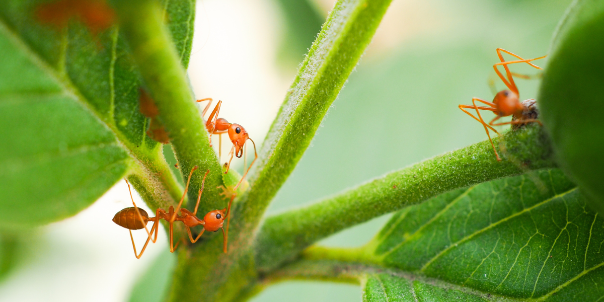 Why DIY Fire Ant Treatment for Yard Often Fails

