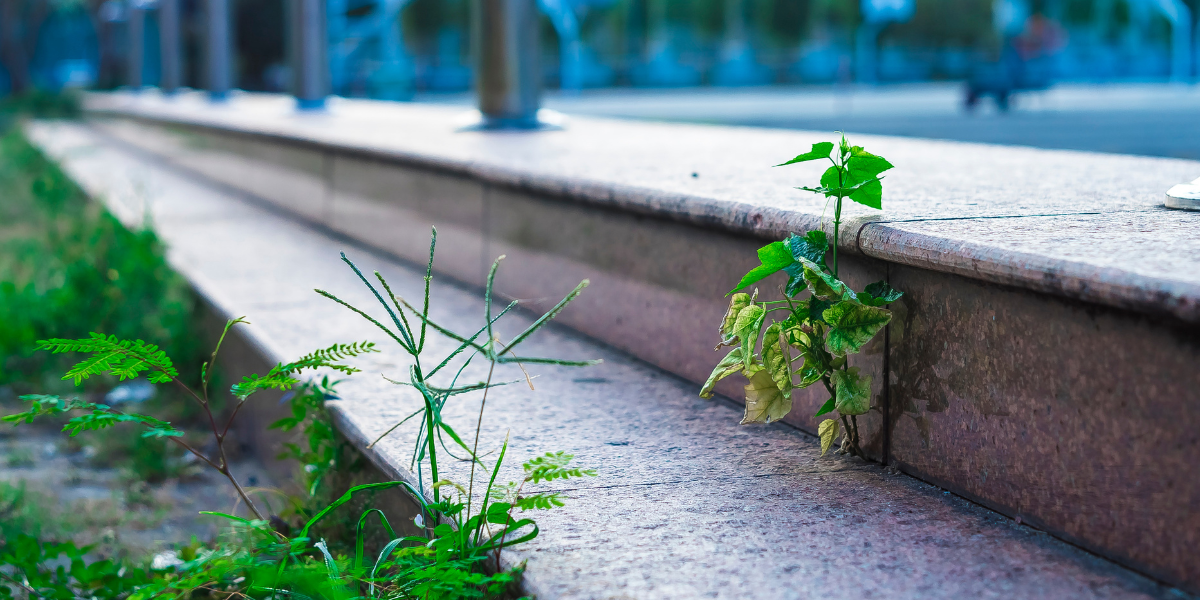 Why Do Lawn Weeds Happen in Tennessee?