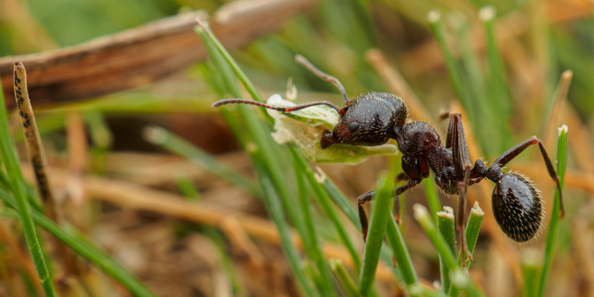 Why Fire Ants Are a Serious Problem in Chattanooga, TN