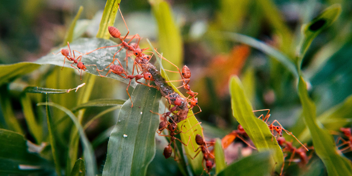 Why it's worth it to hire a professional to get rid of fire ants in your yard
