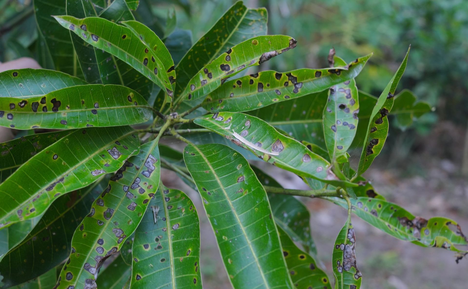 A close up of a green leaf with black spots on it.