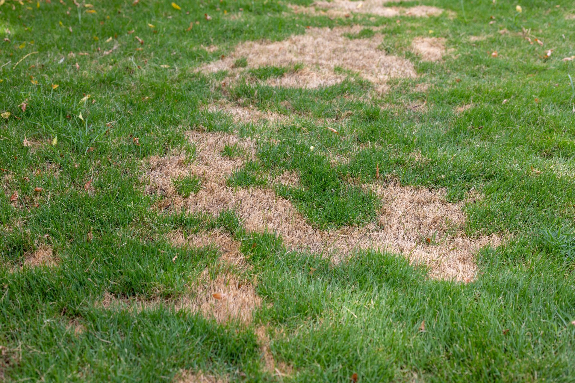 A close up of a lawn with brown spots on it.