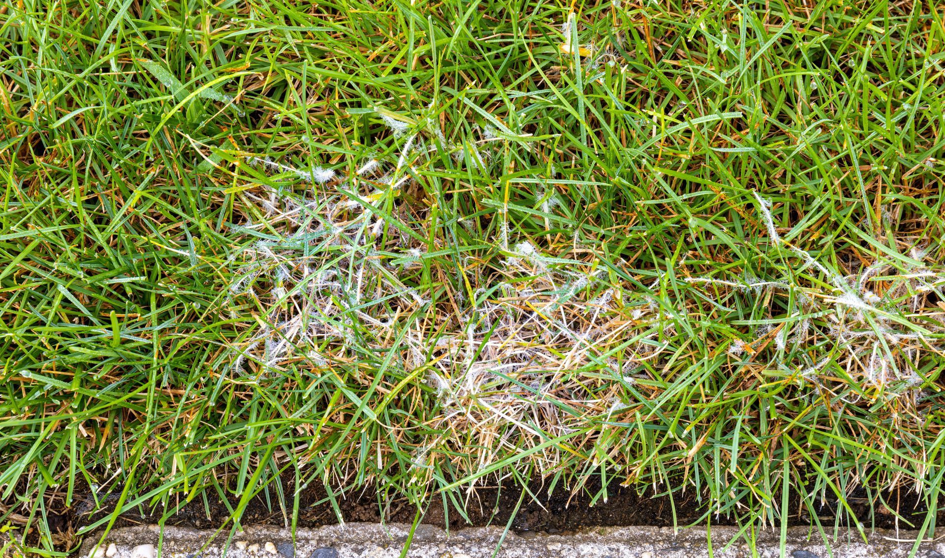 A close up of a lawn with white spots on grass.