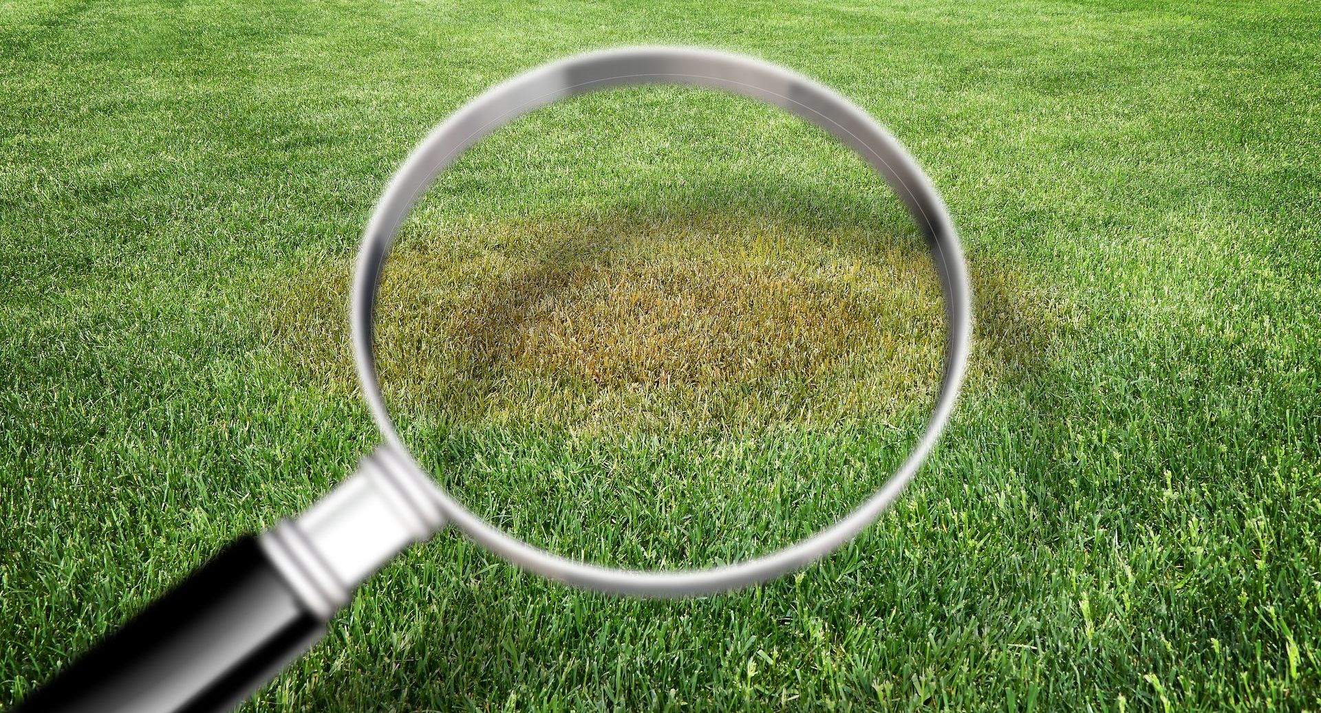 A magnifying glass is looking at a patch of brown grass.