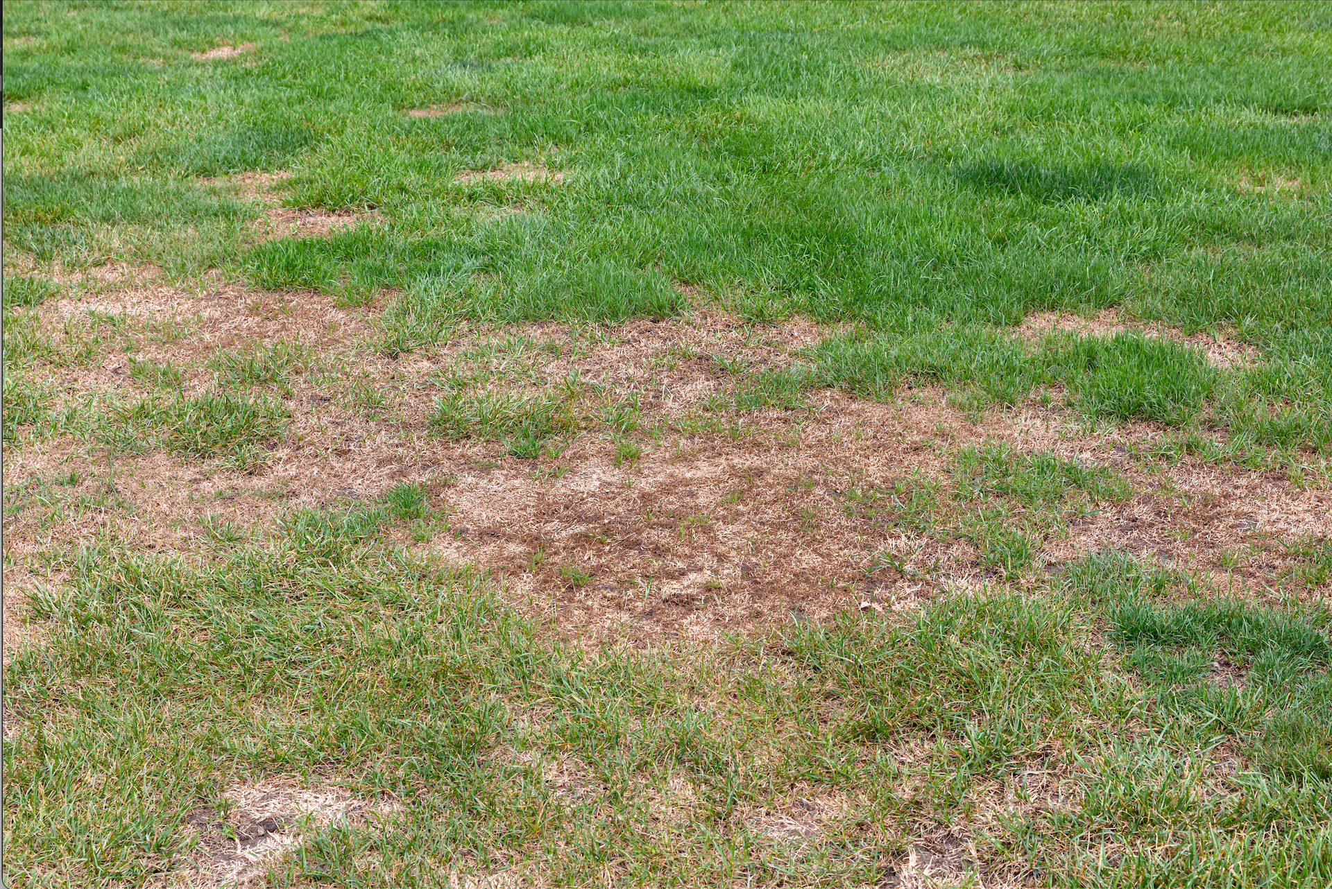 A lush green lawn with brown spots on it.