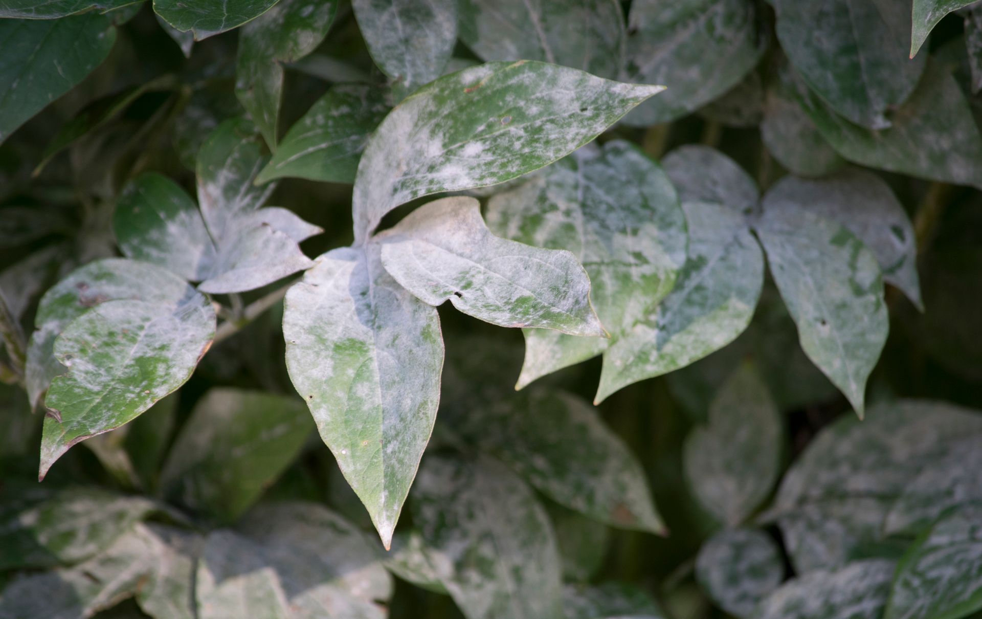 A close up of a plant with gray and green leaves