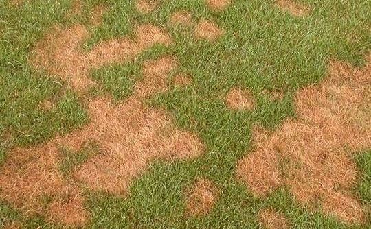 A close up of a lawn with brown spots on it.