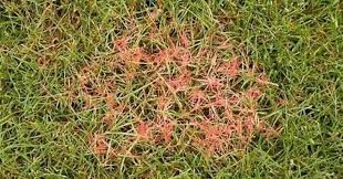 A close up of a lawn with a red spot on it.