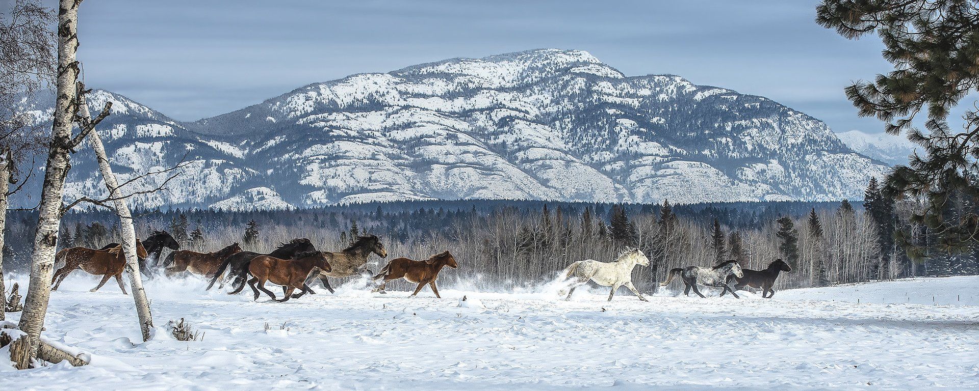 Wild Glacier Horses