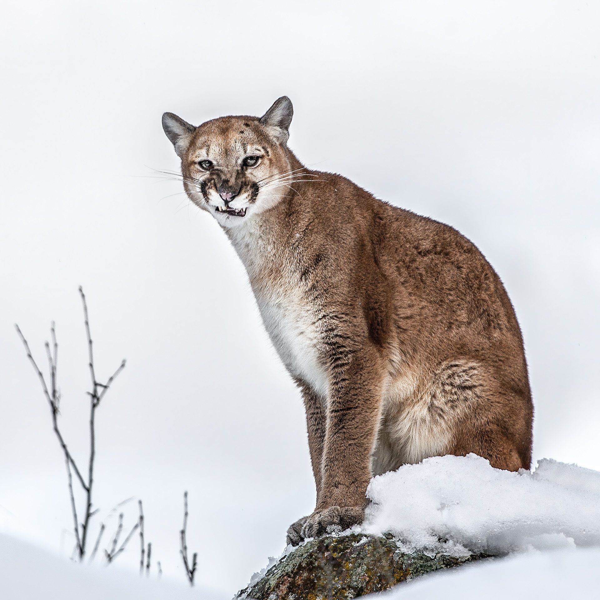 Montana Mountain Lion Sitting on a Snowy Rock